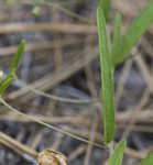 Coastalplain dawnflower